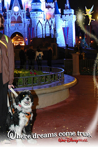 Service-Dog-at-Disney.jpg