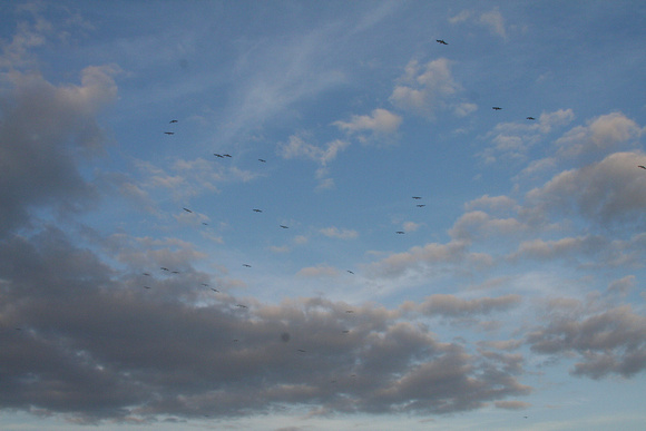 p1009525175-3.jpg