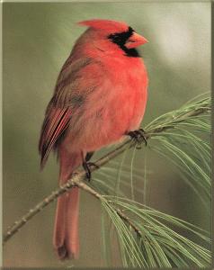 cardinal.jpg
