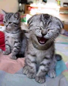 CatLaugh.jpg