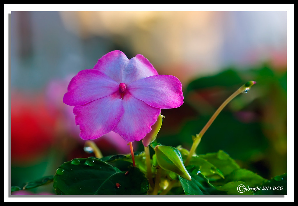 Flower-08-30-19acr-XL.jpg