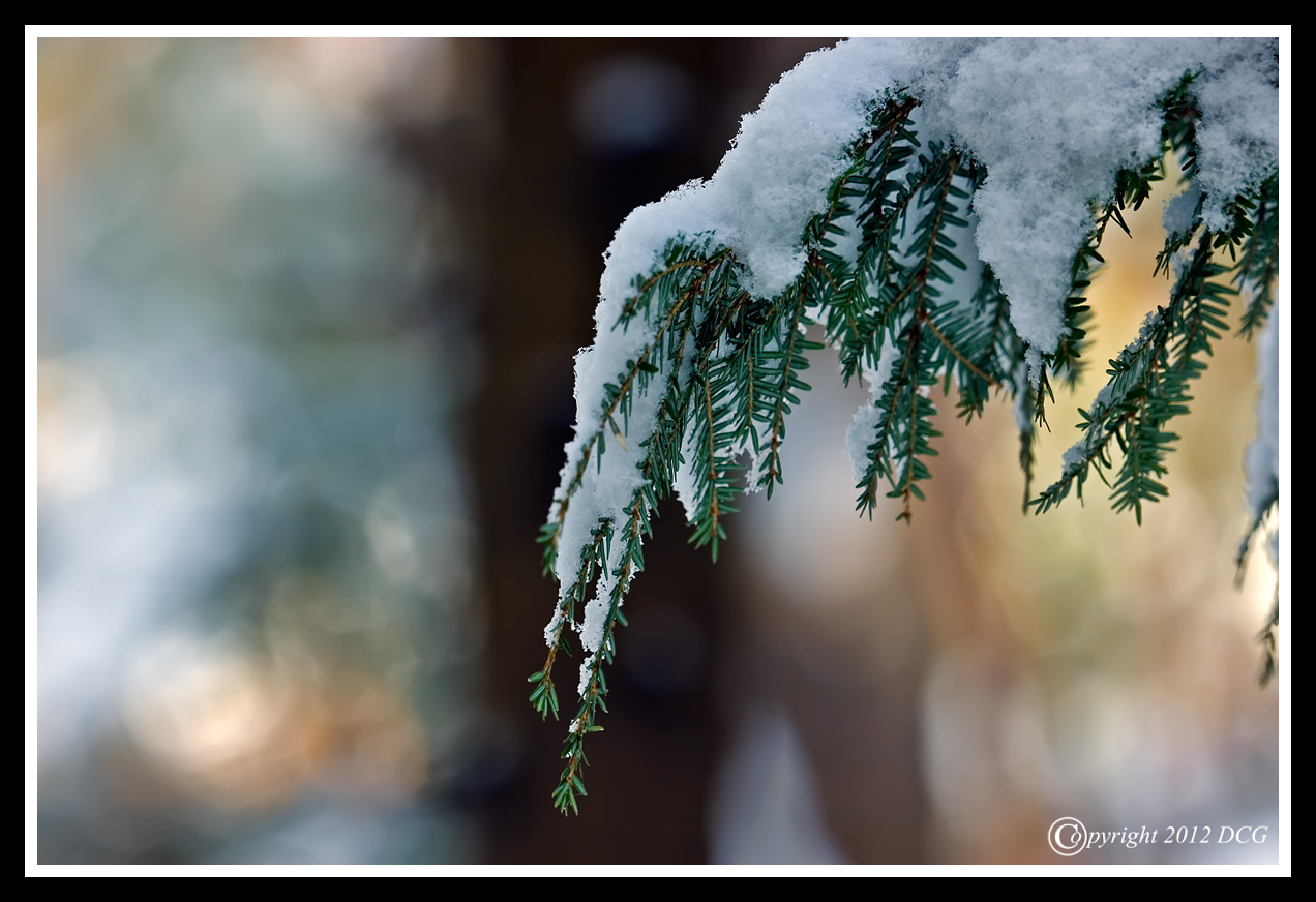 Pine-Tree-01-17-01cr-X2.jpg