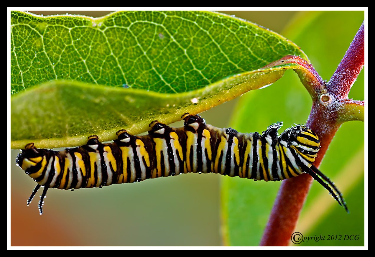 Monarch-Caterpillar-08-29-01cr-X2.jpg