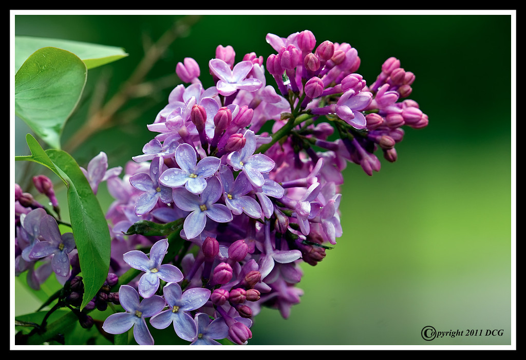 Lilac-Blossom-05-24-01cr-XL.jpg