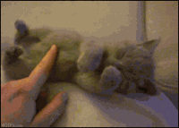 tumblr_l9cb8tcn9w1qzracxo1_250.gif