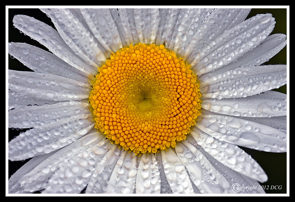 Oxeye-Daisy-05-29-01cr-XL.jpg
