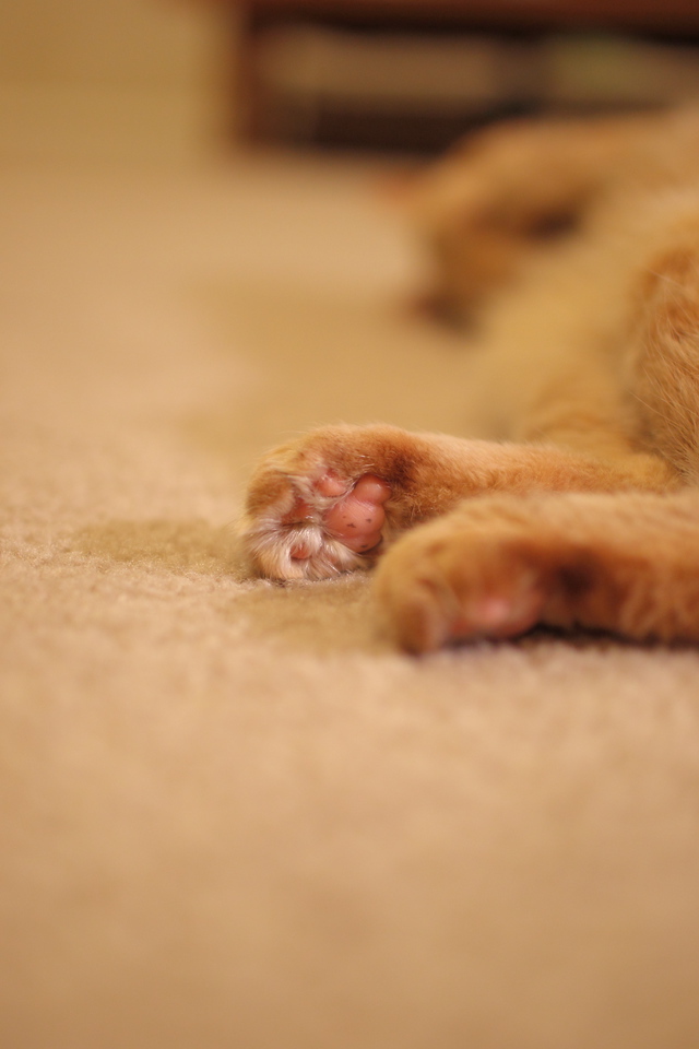 AV3H48475-18-2011-X2.jpg