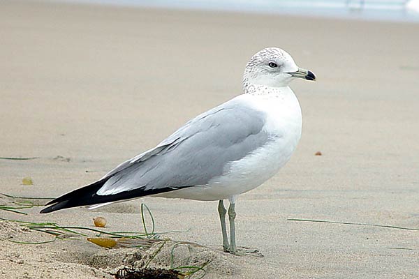 seagull-4a.jpg