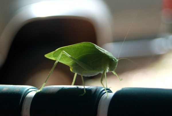 leaf3t.jpg