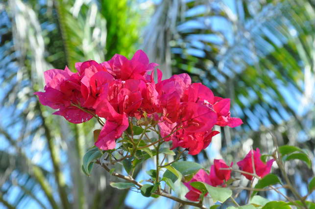 DSC_0502.JPG