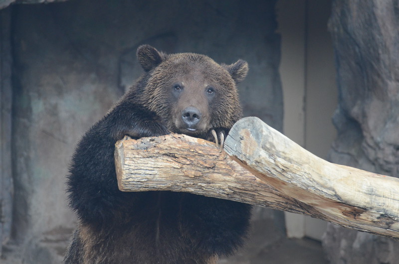 DSC_2451--L.jpg