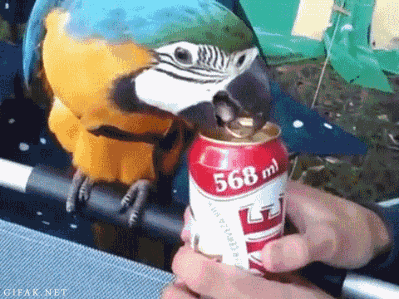 Image result for pets beer gif