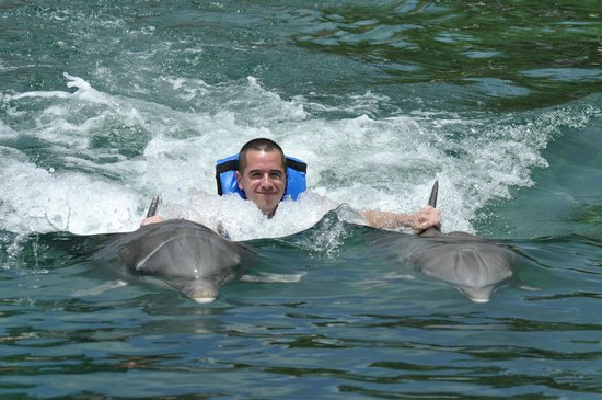 dolphin-discovery.jpg