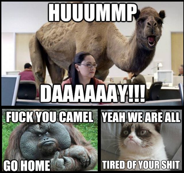 hump-day-madness-03.jpg