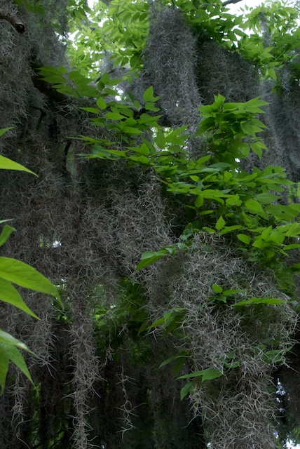 savannah-20.jpg