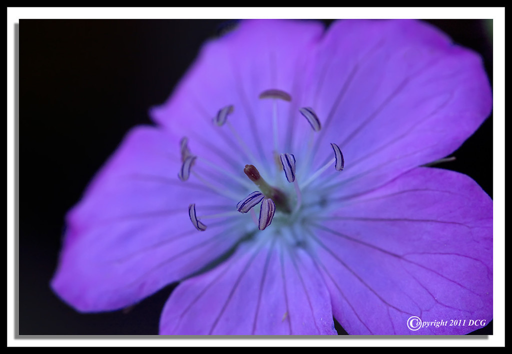Wild-Geranium-06-07-03cr-XL.jpg