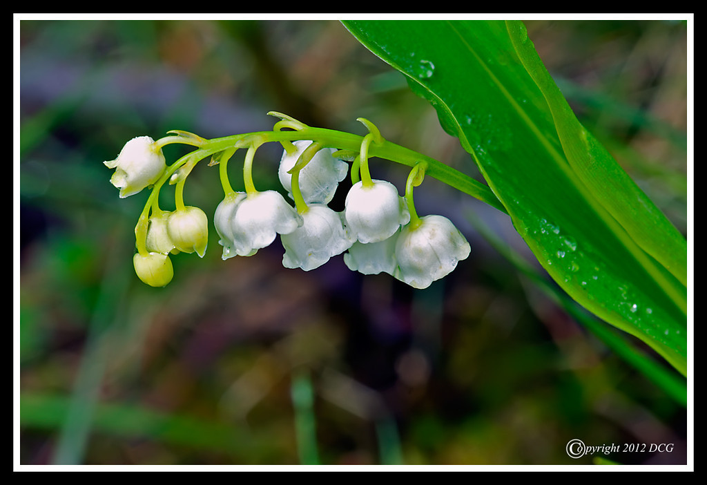 Lilly-of-the-Valley-05-09-04cr-XL.jpg