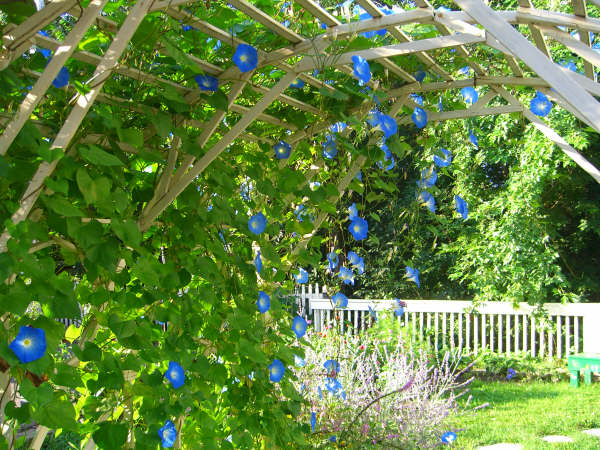 garden%206.JPG