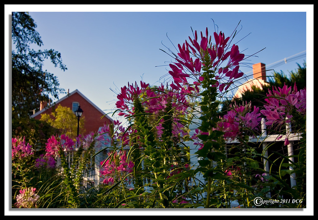 Flower-Garden-07-31-06cr-XL.jpg