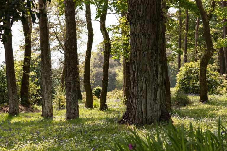 Woodland-Walk_Ted-Rabbitts-768x511.jpg
