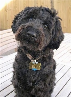 SchnoodleMiniErnie14halfMonths.JPG