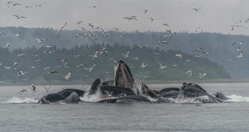 DSC_5345-L.jpg