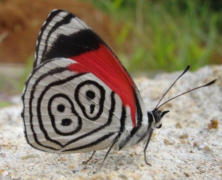 borboleta88.jpg