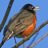 robin%2Bsmall.jpg