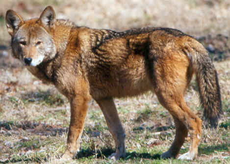 red-wolf.jpg