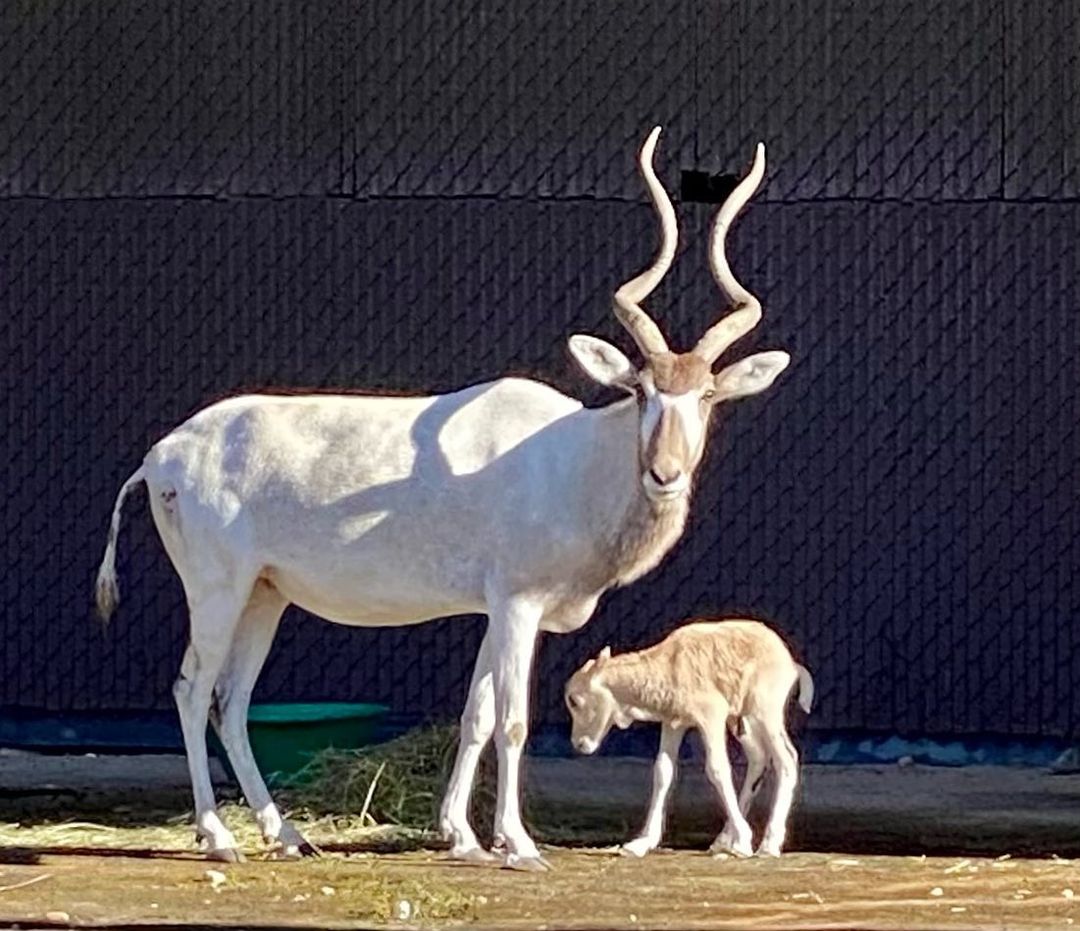 birth of a rare species of African antelope born at DAK