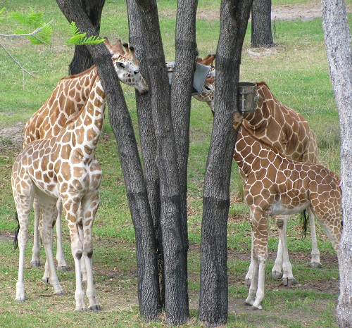 ak_giraffes.jpg