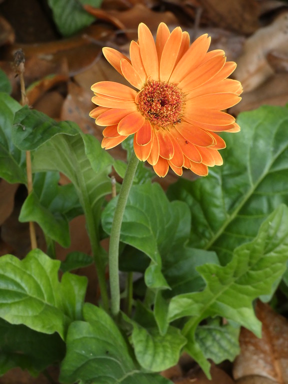 P1310427-XL.jpg
