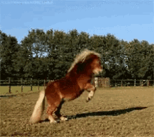 tenor.gif