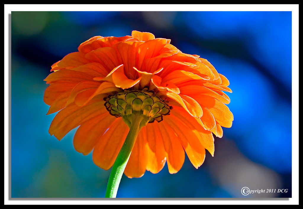 Flower-08-23-09cr-XL.jpg