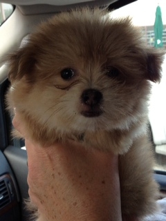 samson_on_the_way_home.JPG
