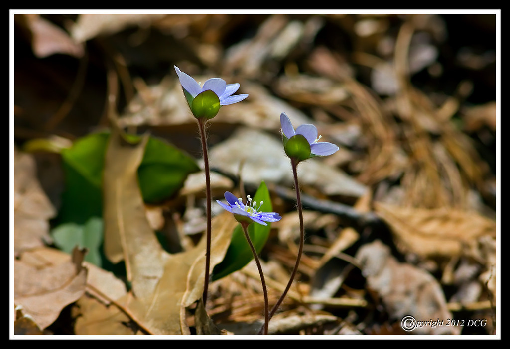 Round-Lobed-Hepatica-04-10-XL.jpg