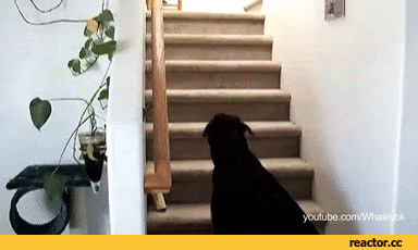 giphy.gif
