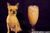 salty_chihuahua.jpg