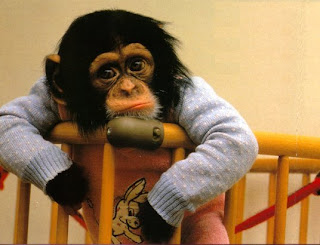 MonkeySad.jpg