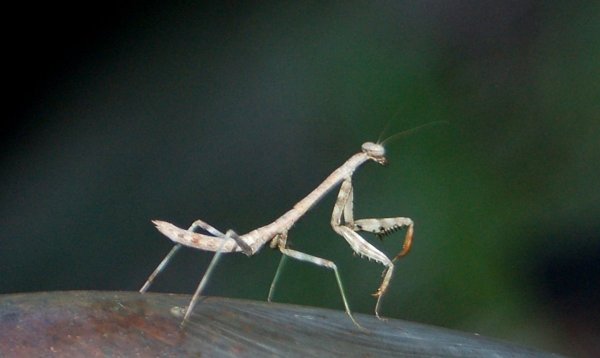 mantis1t.jpg