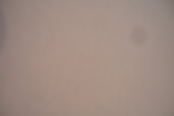 spot.jpg