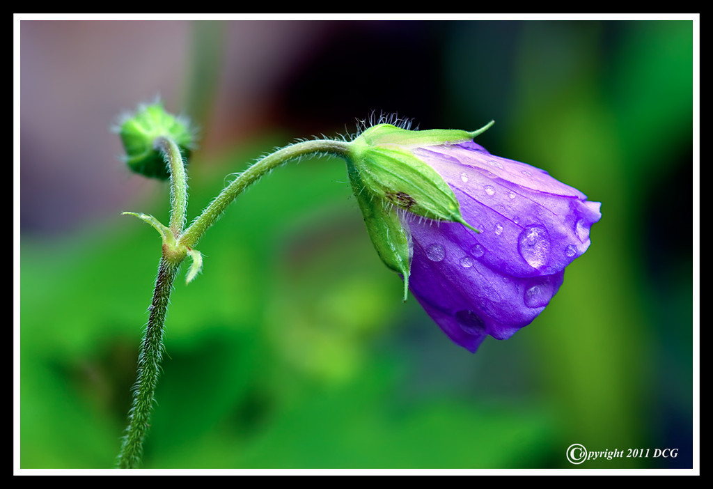 Wild-Geranium-05-23-01cr-XL.jpg