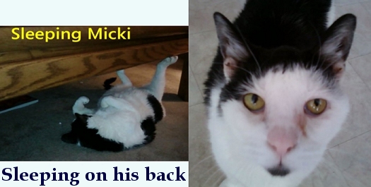 mickicatmay2009.jpg