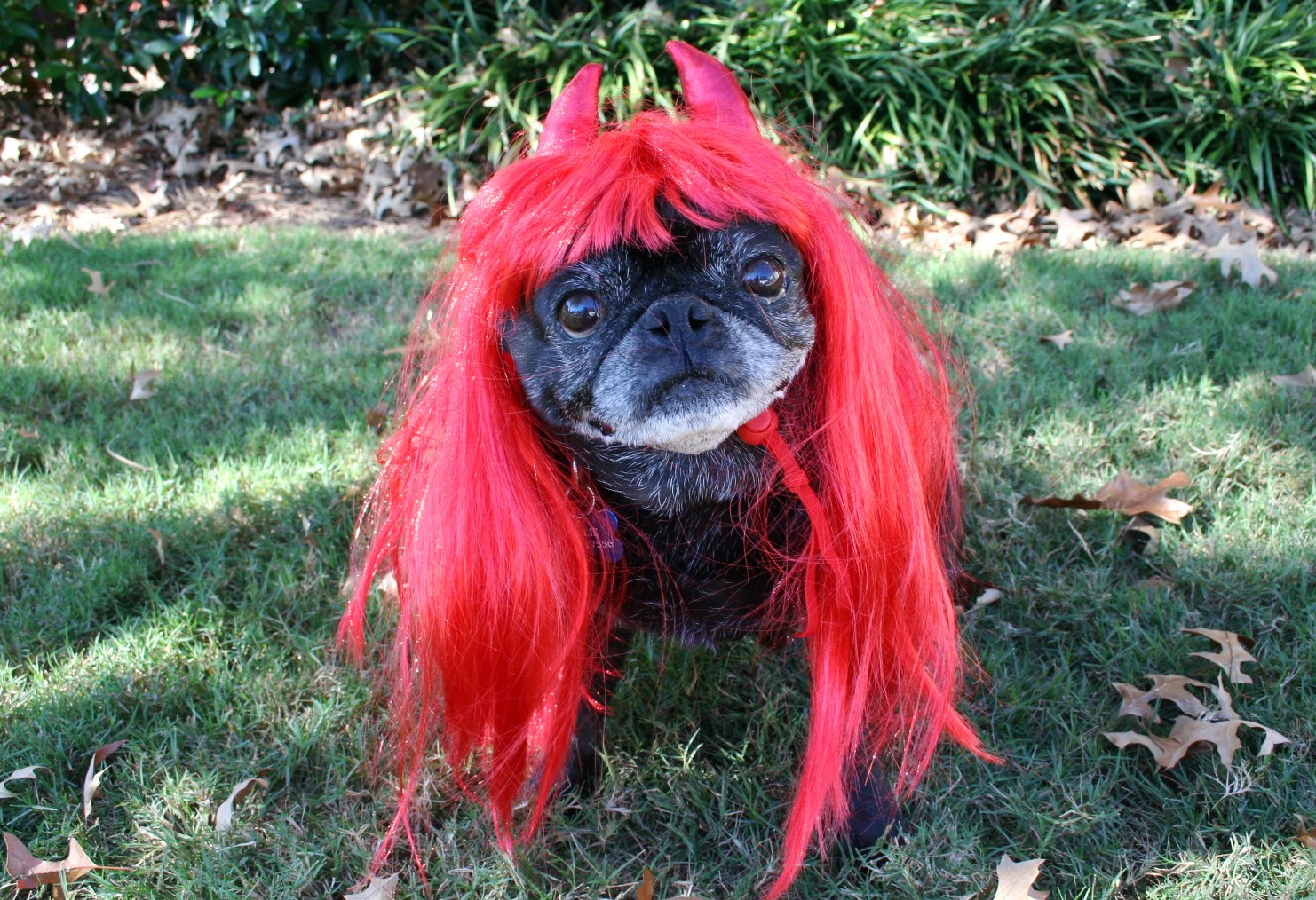 Nellie+Wig.jpg