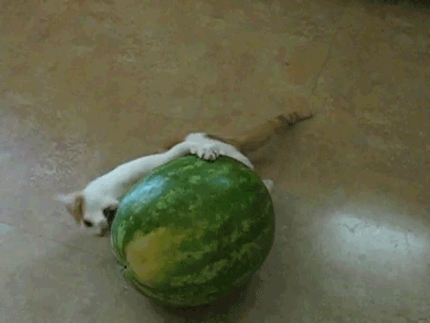 tumblr_lvekplXyDv1qk9hkc.gif