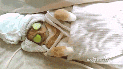 giphy.gif