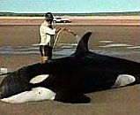 beached3.jpg