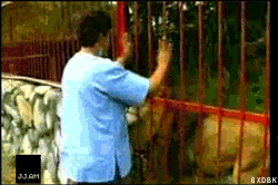 Image result for animal human hugs gif
