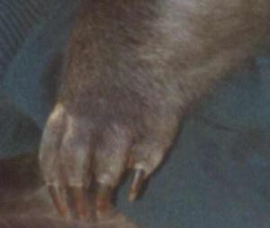 wombat-claws.jpg