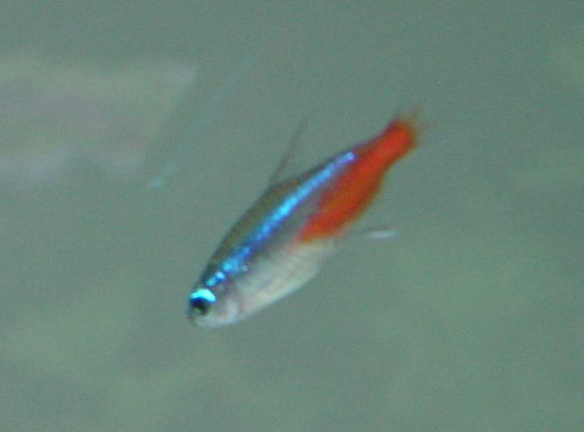 Fish3.jpg